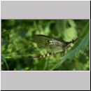 Ephemera danica - Eintagsfliege 07.jpg